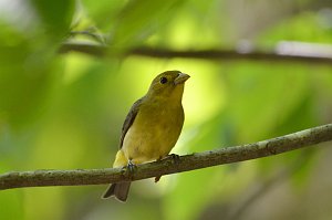 Tanager, Scarlet, 2012-05203202 Purgatory Chasm, MA